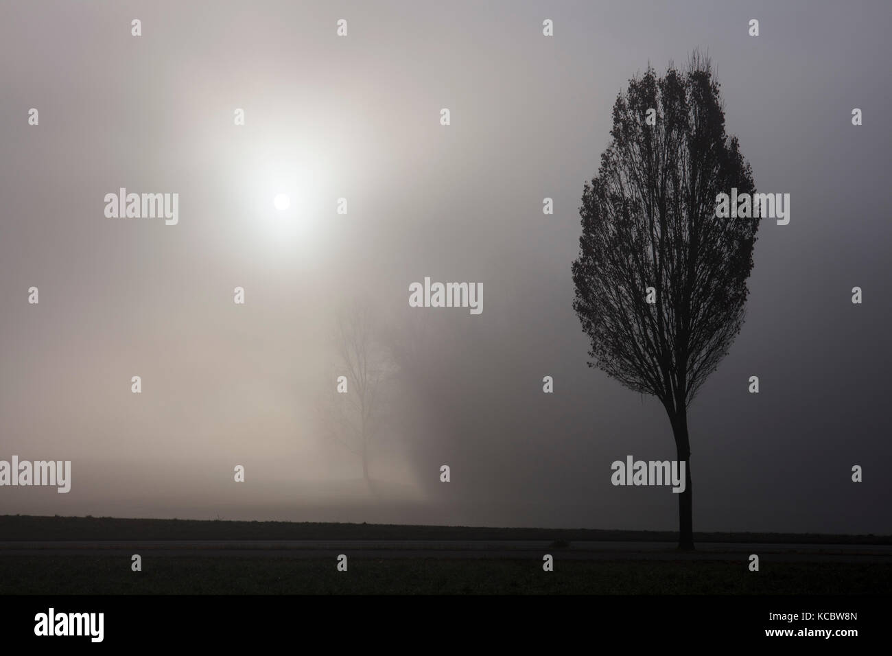 Arbre généalogique et brouillard, silhouette, Frauenfeld, Thurgovie, Suisse Banque D'Images