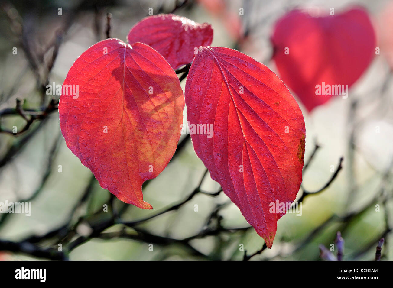 Cornouiller (cornus sanguinea commun), l'automne feuillage, Rhénanie du Nord-Westphalie, Allemagne Banque D'Images