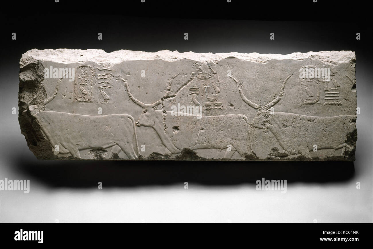 Fragment de relief avec le roi Khufu's bovins, ca. 2551-2528 av. Banque D'Images