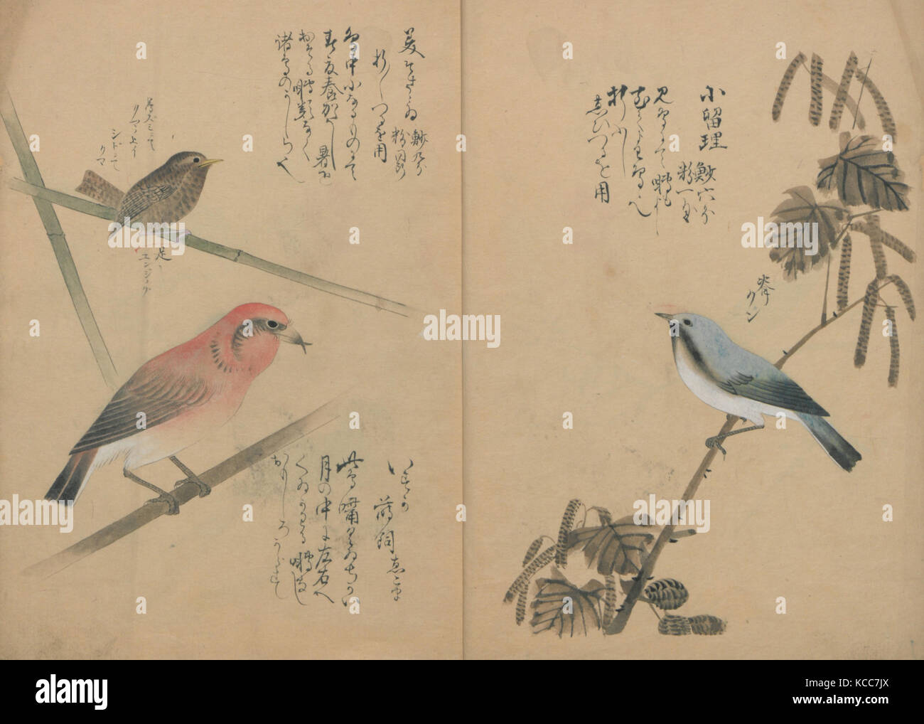 Ruishō Kotori, un recueil de petits oiseaux, Nantō, 1836 Banque D'Images