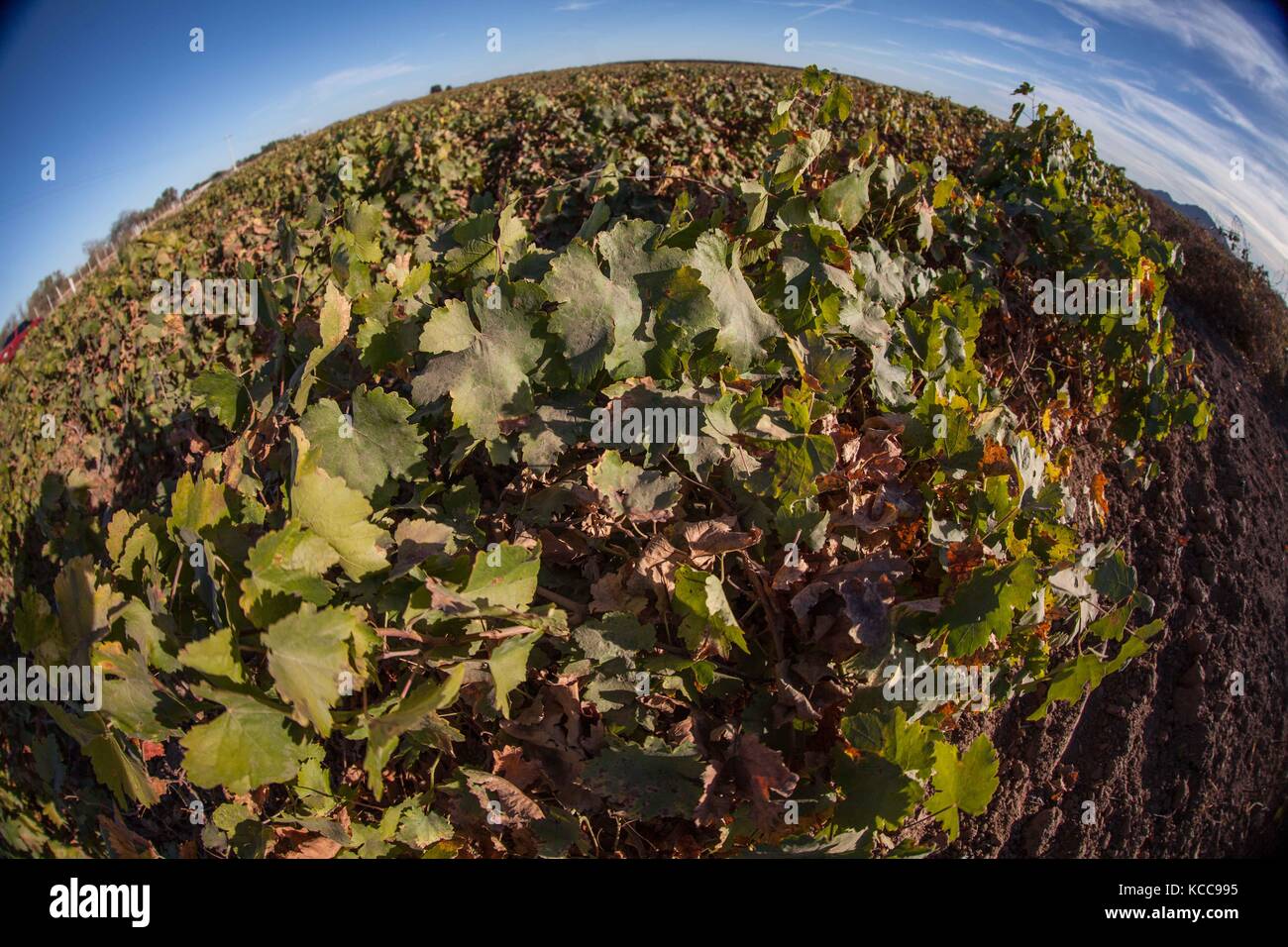 Costa de Hermosillo et ses différentes banlieues sont désolées et attendent la récolte et donc l'arrivée de dizaines de milliers de travailleurs comme main d'œuvre bon marché, du sud du Mexique.** une grande partie de l'agriculture dans cette région est consacrée aux vignobles de raisin qui récoltent des coups au mois de mai. Vignoble paysage du domaine de Santa Clara dans l'ejido Carrillo Marcor. Un petit spectacle austère de manèges a donné l'ejido Carrillo Marcor. Près du golf un petit lot de déchets organiques parese être un cimetière de pastèques. Copyright : NortePhoto Banque D'Images