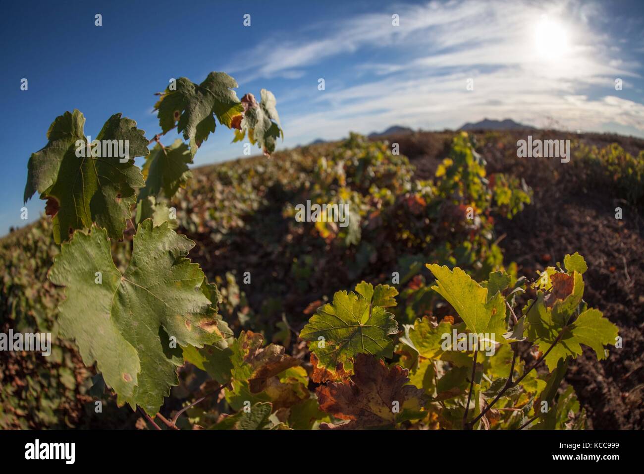 Costa de Hermosillo et ses différentes banlieues sont désolées et attendent la récolte et donc l'arrivée de dizaines de milliers de travailleurs comme main d'œuvre bon marché, du sud du Mexique.** une grande partie de l'agriculture dans cette région est consacrée aux vignobles de raisin qui récoltent des coups au mois de mai. Vignoble paysage du domaine de Santa Clara dans l'ejido Carrillo Marcor. Un petit spectacle austère de manèges a donné l'ejido Carrillo Marcor. Près du golf un petit lot de déchets organiques parese être un cimetière de pastèques. Copyright : NortePhoto Banque D'Images