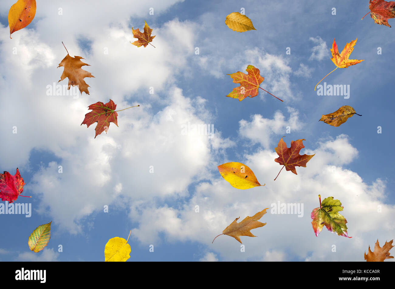 Variété de feuilles d'automne tombant dans le ciel bleu avec des nuages blancs Banque D'Images Variété de feuilles d'automne tombant dans le ciel bleu avec des nuages blancs Banque D'Images
