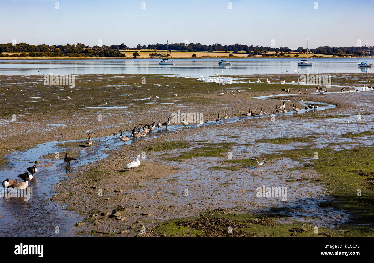 Canards, oies, cygnes et mouettes se rassemblent sur un petit ruisseau à marée basse sur la rivière Stour, à Mistley, Essex Banque D'Images