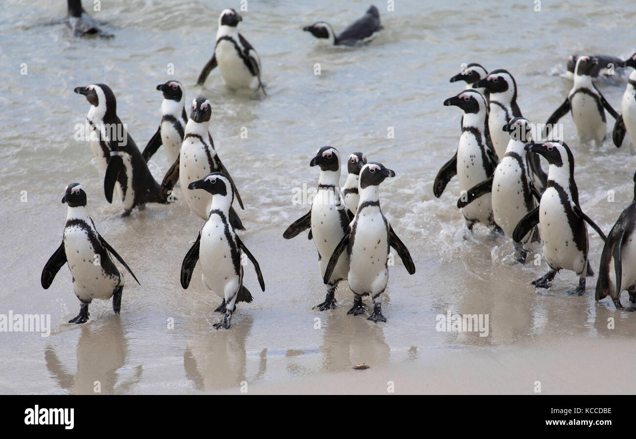 Pingouins africains (pingouins Jackass) sur la plage de Boulders, Simon's Town, Cape Town, Western Cape, Afrique du Sud Banque D'Images