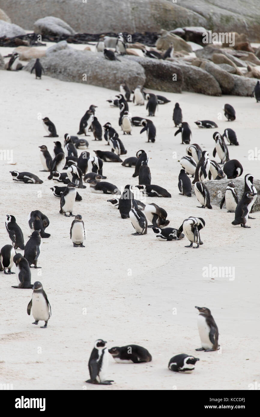 Pingouins africains (pingouins Jackass) sur la plage de Boulders, Simon's Town, Cape Town, Western Cape, Afrique du Sud Banque D'Images