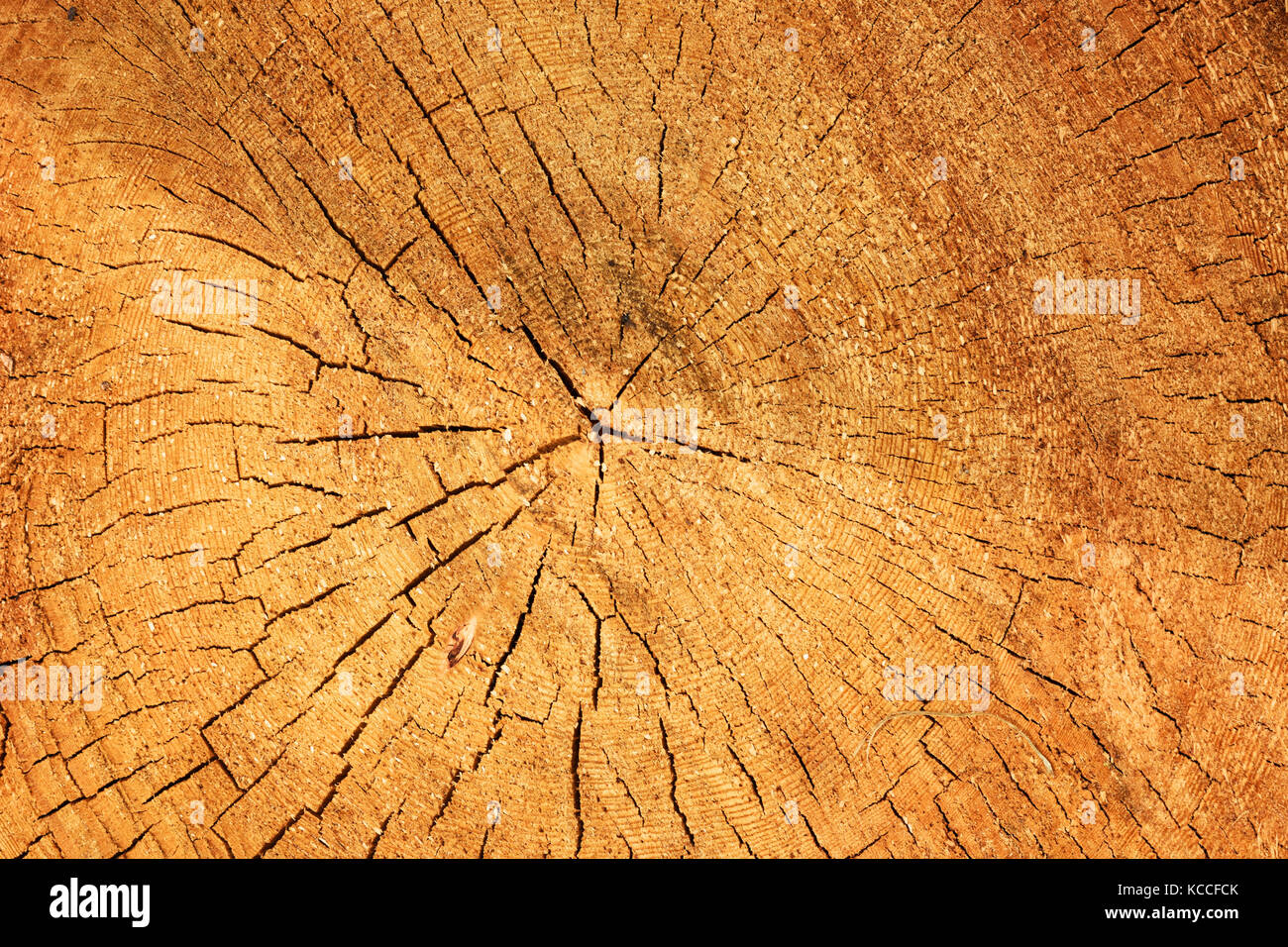 La texture d'un vieil arbre coupé Banque D'Images