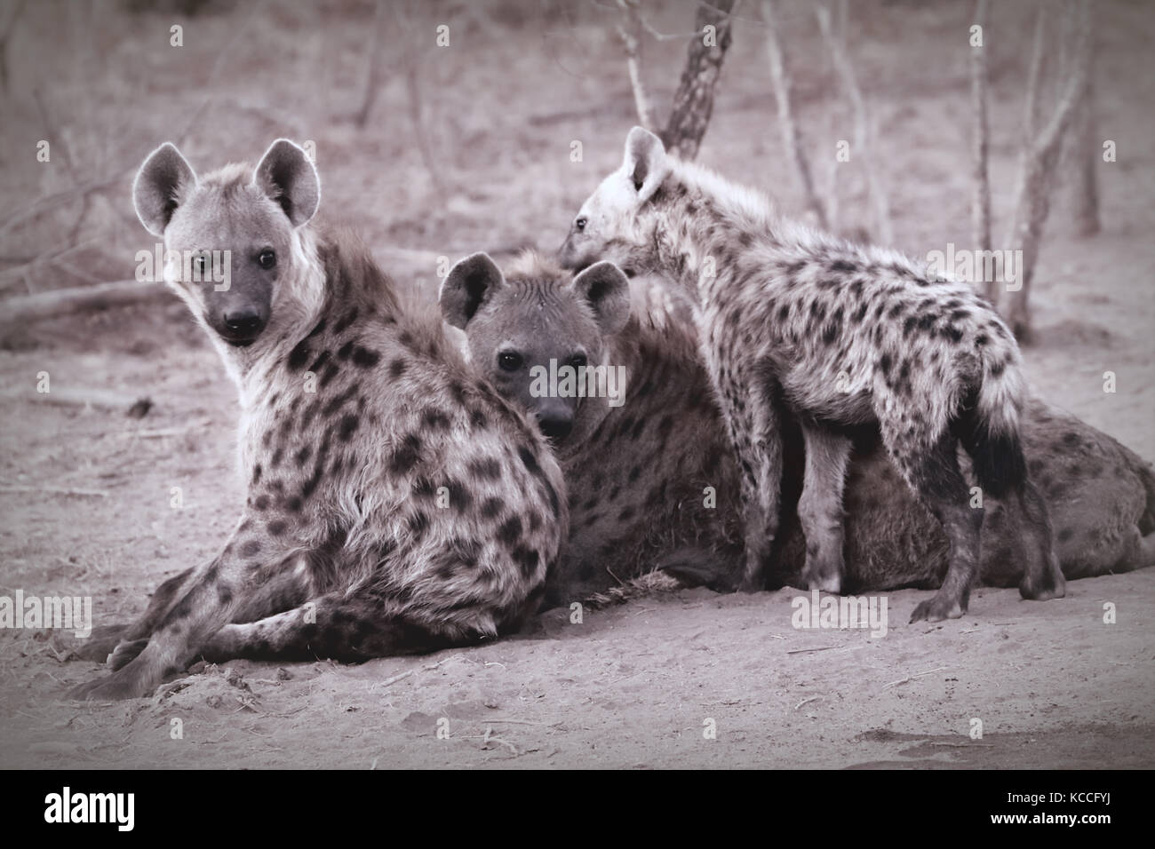 Famille hyène dans le parc national Kruger en Afrique du Sud Banque D'Images