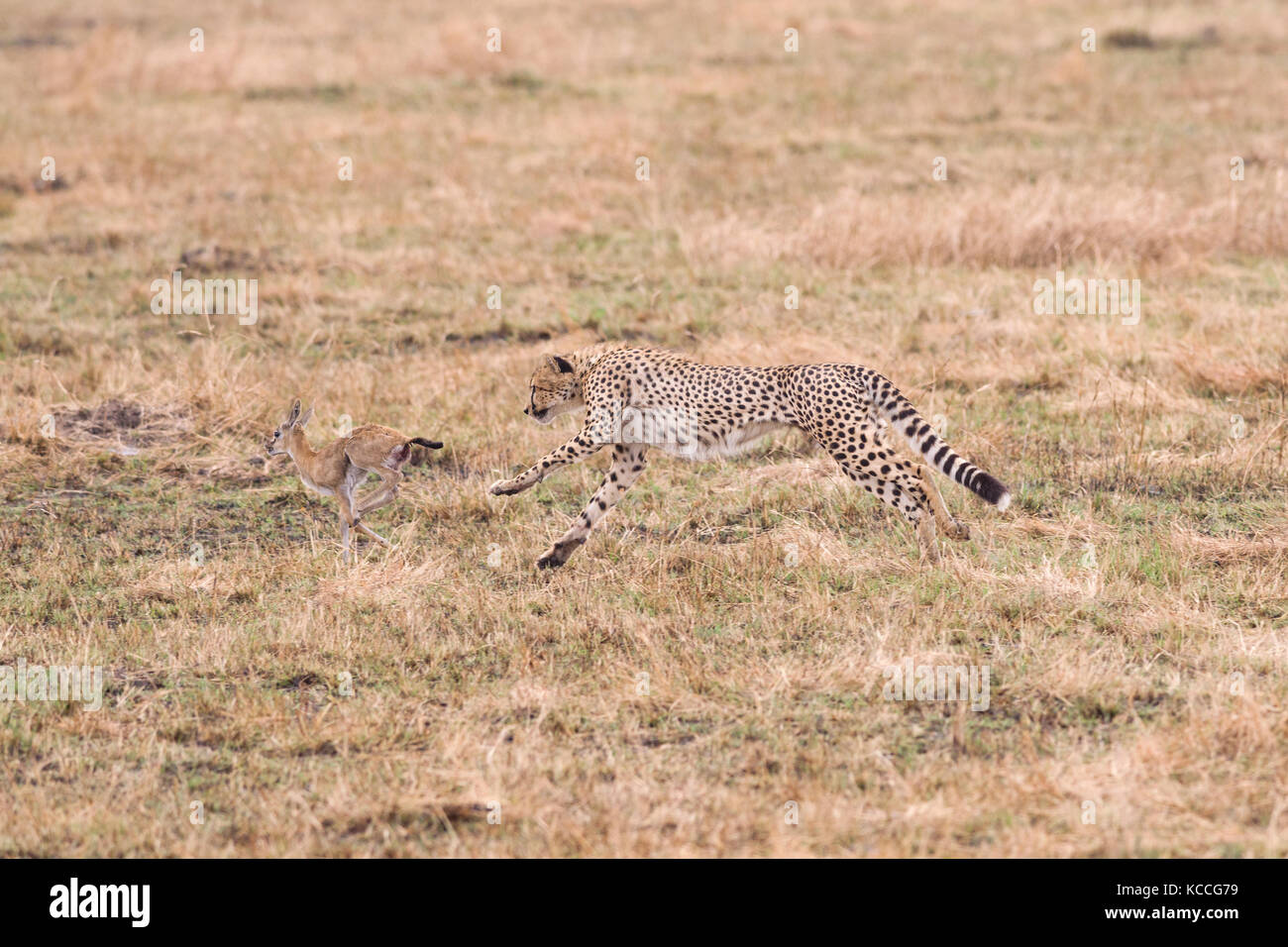 Le Guépard (Acinonyx jubatus) chasing bébé gazelle, Parc National de Masai Mara Game Reserve, Kenya, Afrique de l'Est Banque D'Images