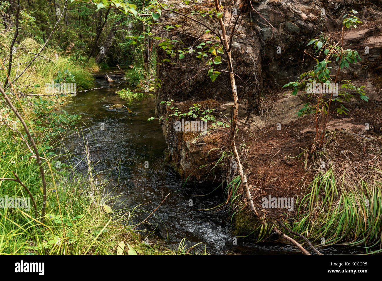Une forêt ruisseau coule dans l'Altaï montagne Banque D'Images