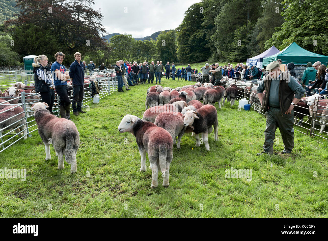 Moutons Herdwick juger Borrowdale, bergers rencontrez, Rosthwaite, Keswick, Cumbria, Royaume-Uni Banque D'Images