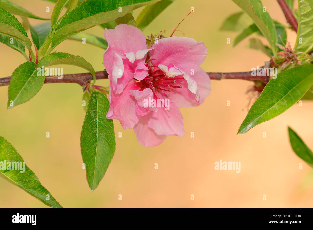Peach Tree, blossom, Provence, Sud de France / (Prunus persica) | Pfirsichbaum, Bluete, Provence, Suedfrankreich / (Prunus persica) Banque D'Images