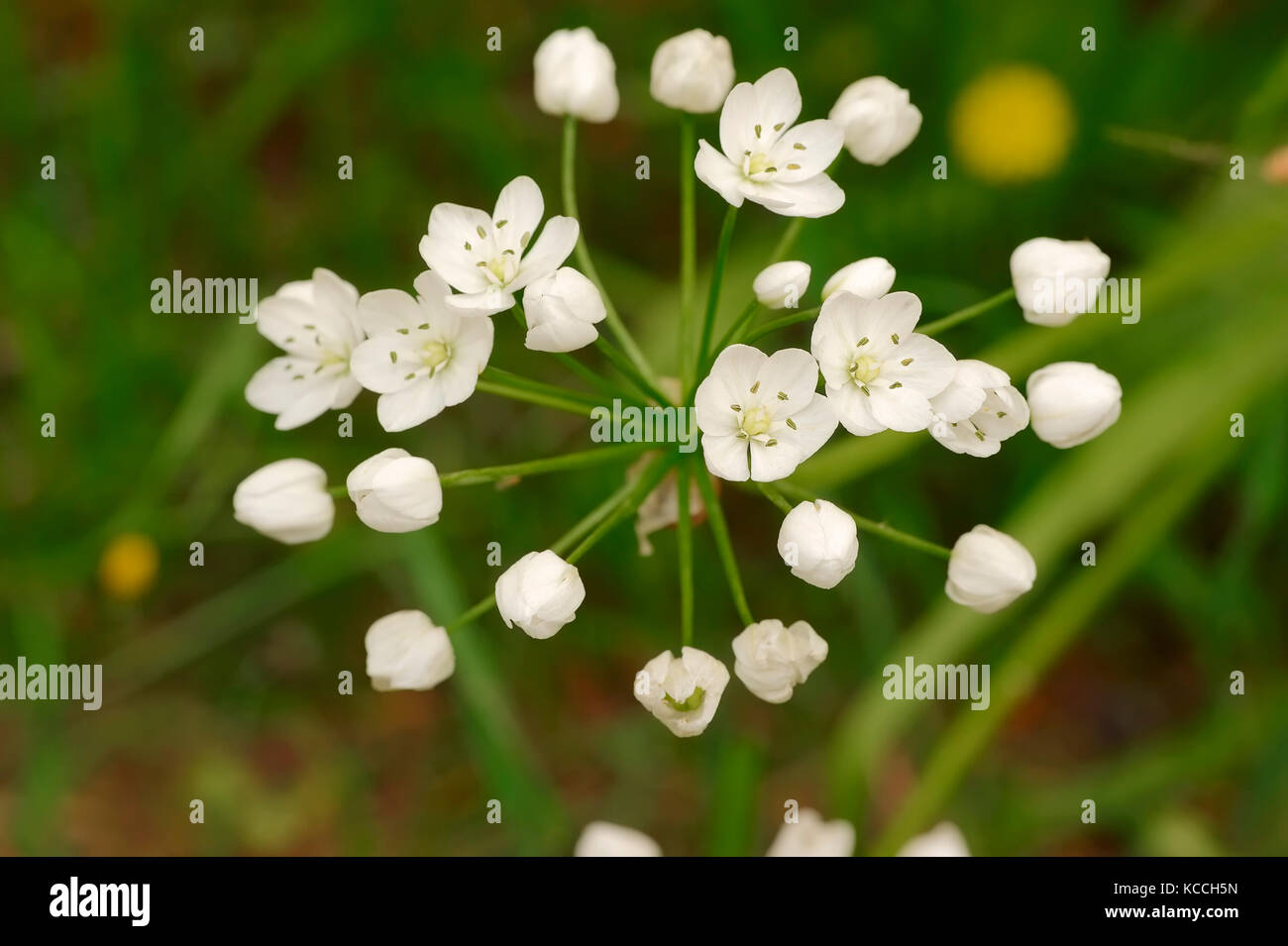 L'ail blanc, Provence, Sud de France / (Allium neapolitanum) | Neapolitanischer Lauch, Provence, Suedfrankreich Banque D'Images