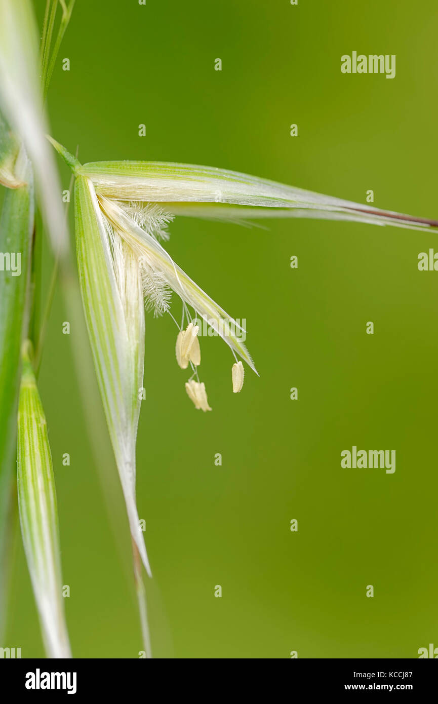 L'avoine animé, Provence, Sud de France / (Avena sterilis) | Tauber Hafer, Provence, Suedfrankreich Banque D'Images