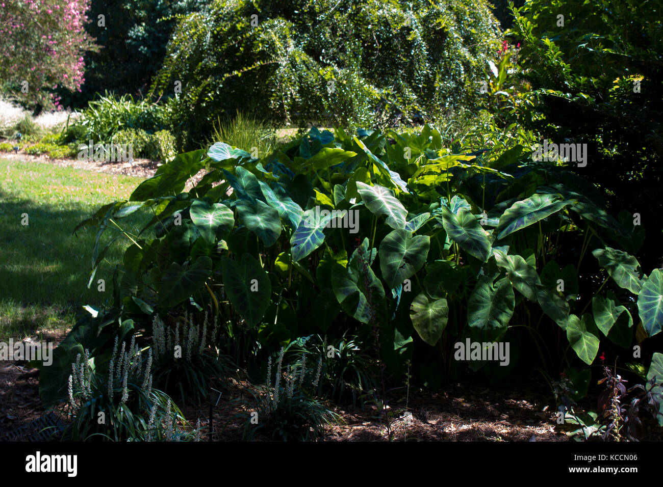 Les Buissons, Virginia Beach, Virginia Banque D'Images
