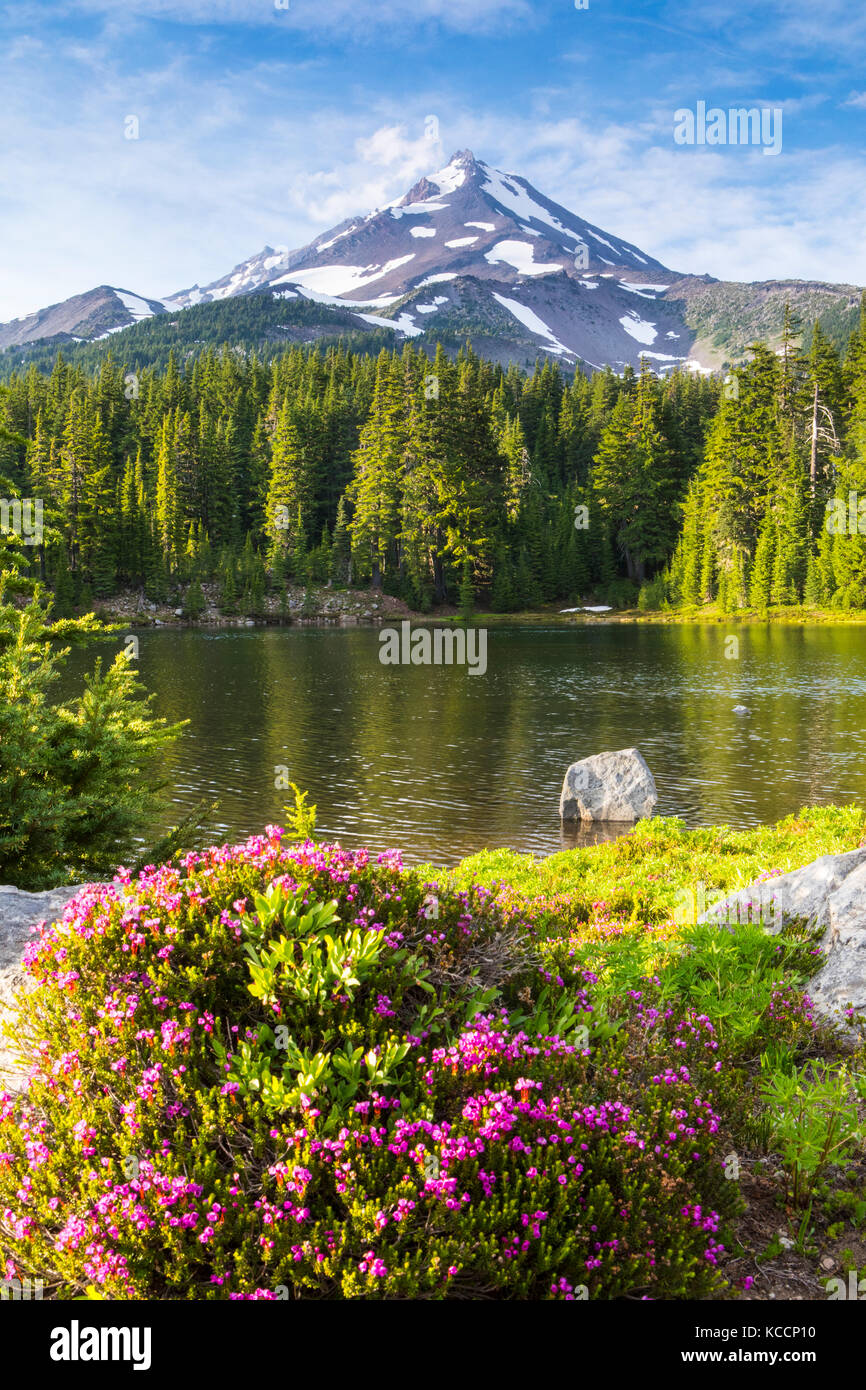 Mount Jefferson à Heather rose au-dessus du lac de schiste sentier le long de la côte du Pacifique, Mount Jefferson Wilderness, forêt nationale de Willamette, Oregon, USA. Banque D'Images