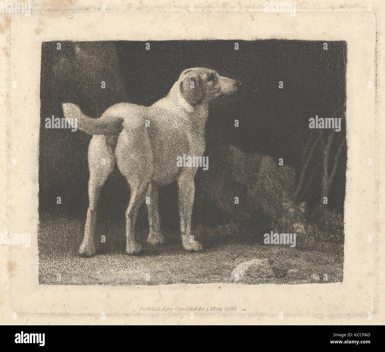 (Un chien Foxhound vu de derrière), George Stubbs, le 1 mai 1788 Banque D'Images