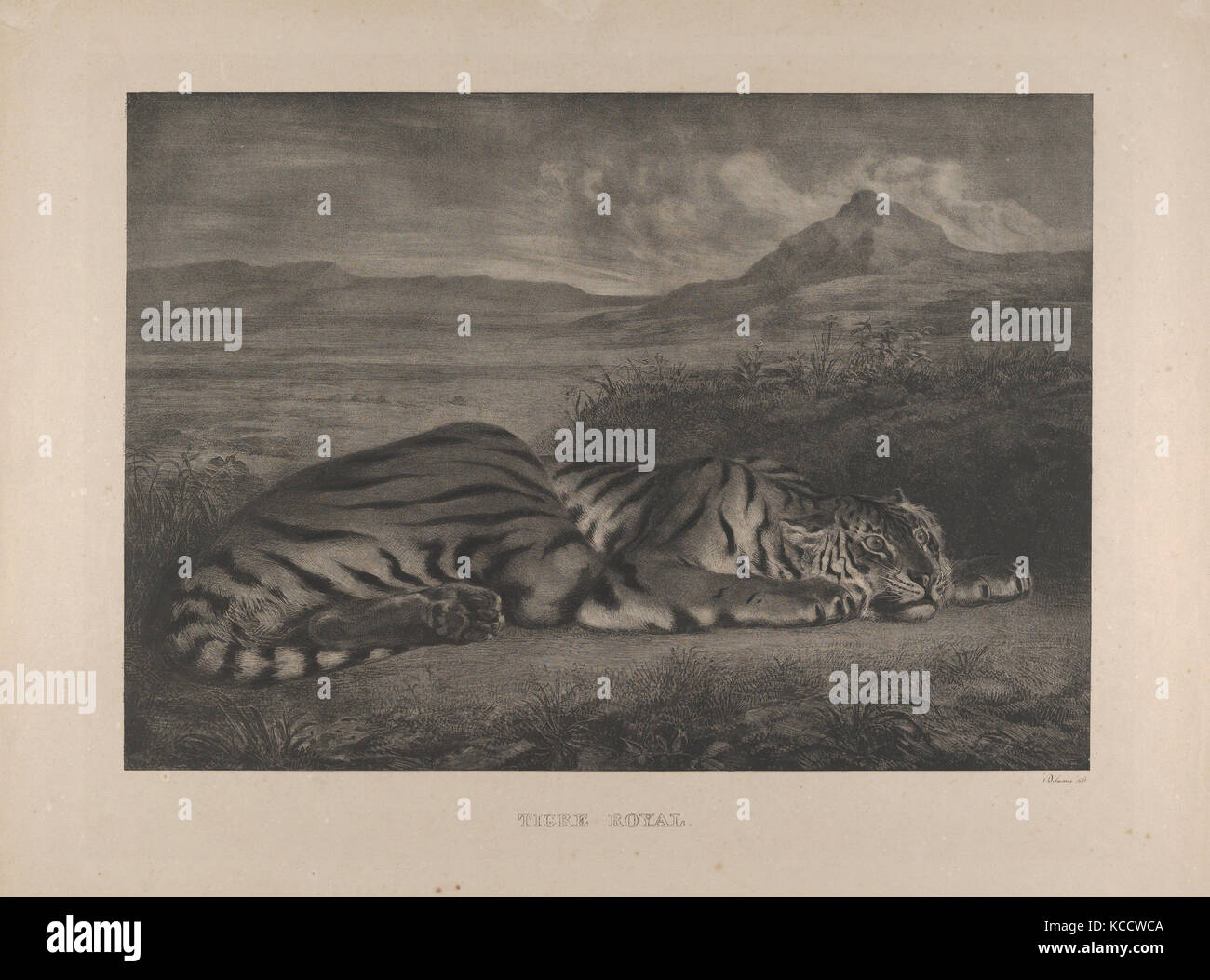Tigre royal, 1829-30, lithographie ; entre les deuxième et troisième membres, Image : 18 x 12 7/8 à 5/16. (46,5 x 32,7 cm), Impressions, Eugène Banque D'Images