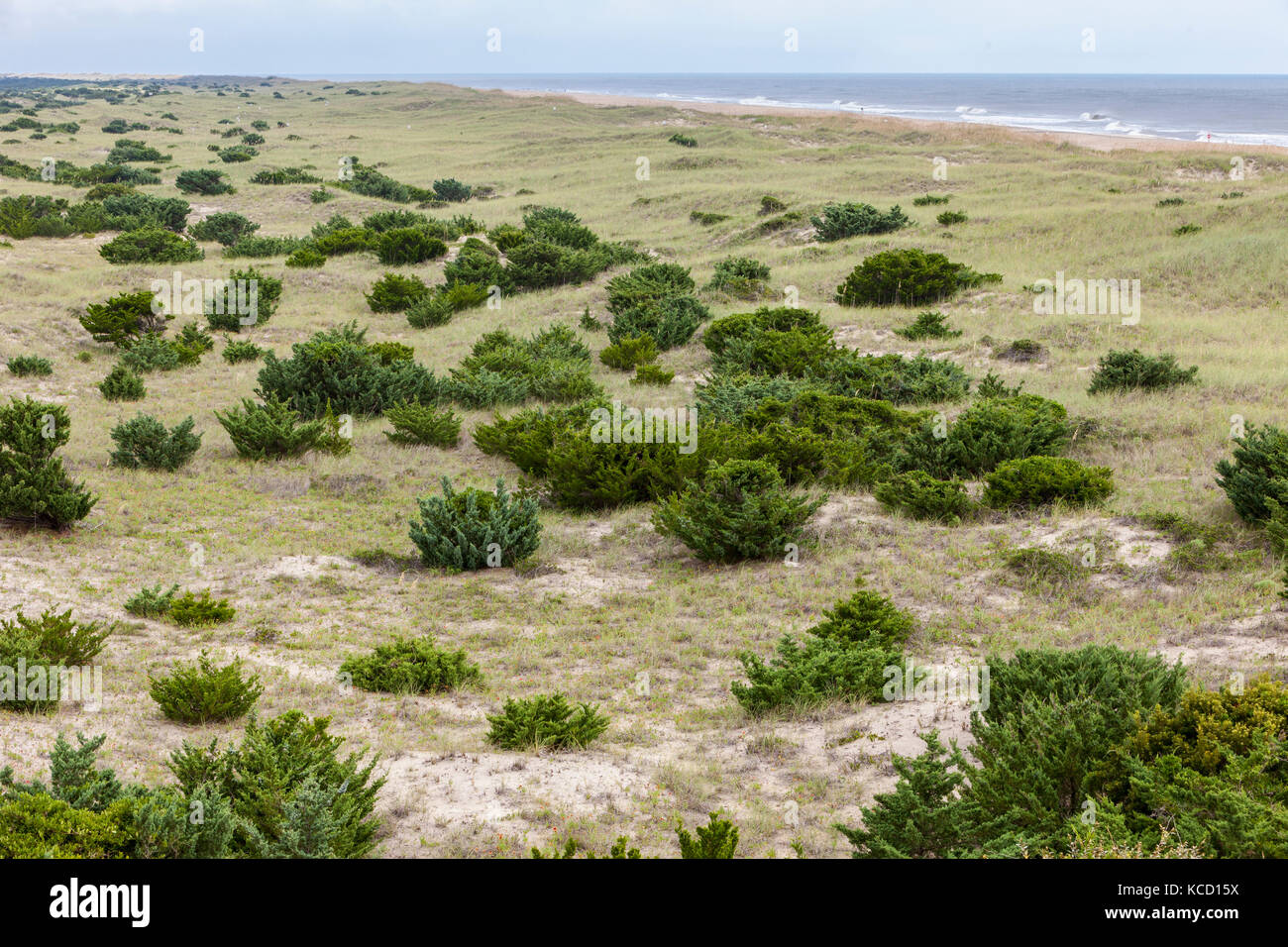 Avon, Outer Banks, Caroline du Nord, USA. La végétation sur une île-barrière se stabilise les dunes. En haut à droite de l'océan Atlantique. Cape Hatteras National Sea Banque D'Images