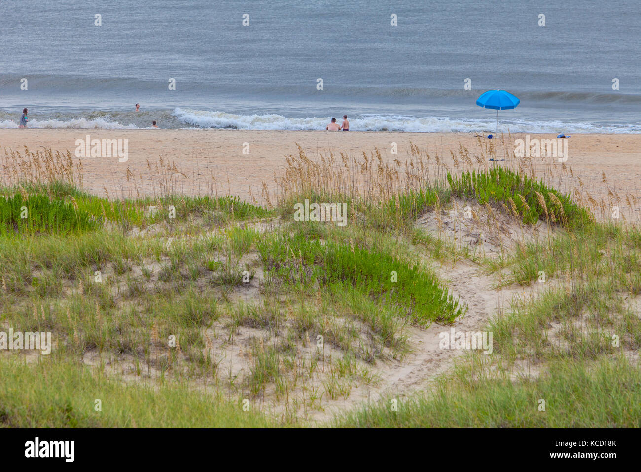 Avon, Outer Banks, Caroline du Nord, USA. Sea Oats haut les dunes, la plage de l'océan Atlantique au-delà. Banque D'Images