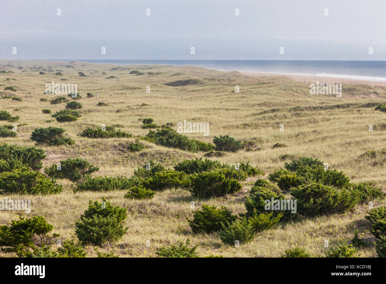 Avon, Outer Banks, Caroline du Nord, USA. La végétation sur une île-barrière se stabilise les dunes. En haut à droite de l'océan Atlantique. Cape Hatteras National Sea Banque D'Images
