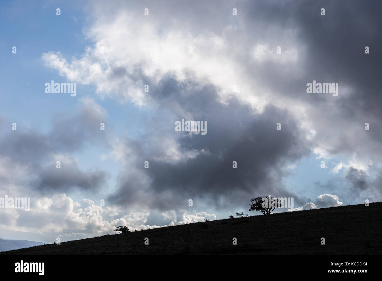 Quelques petites silhouettes d'arbres et de plantes sur une colline contre un ciel bleu avec de gros nuages Banque D'Images