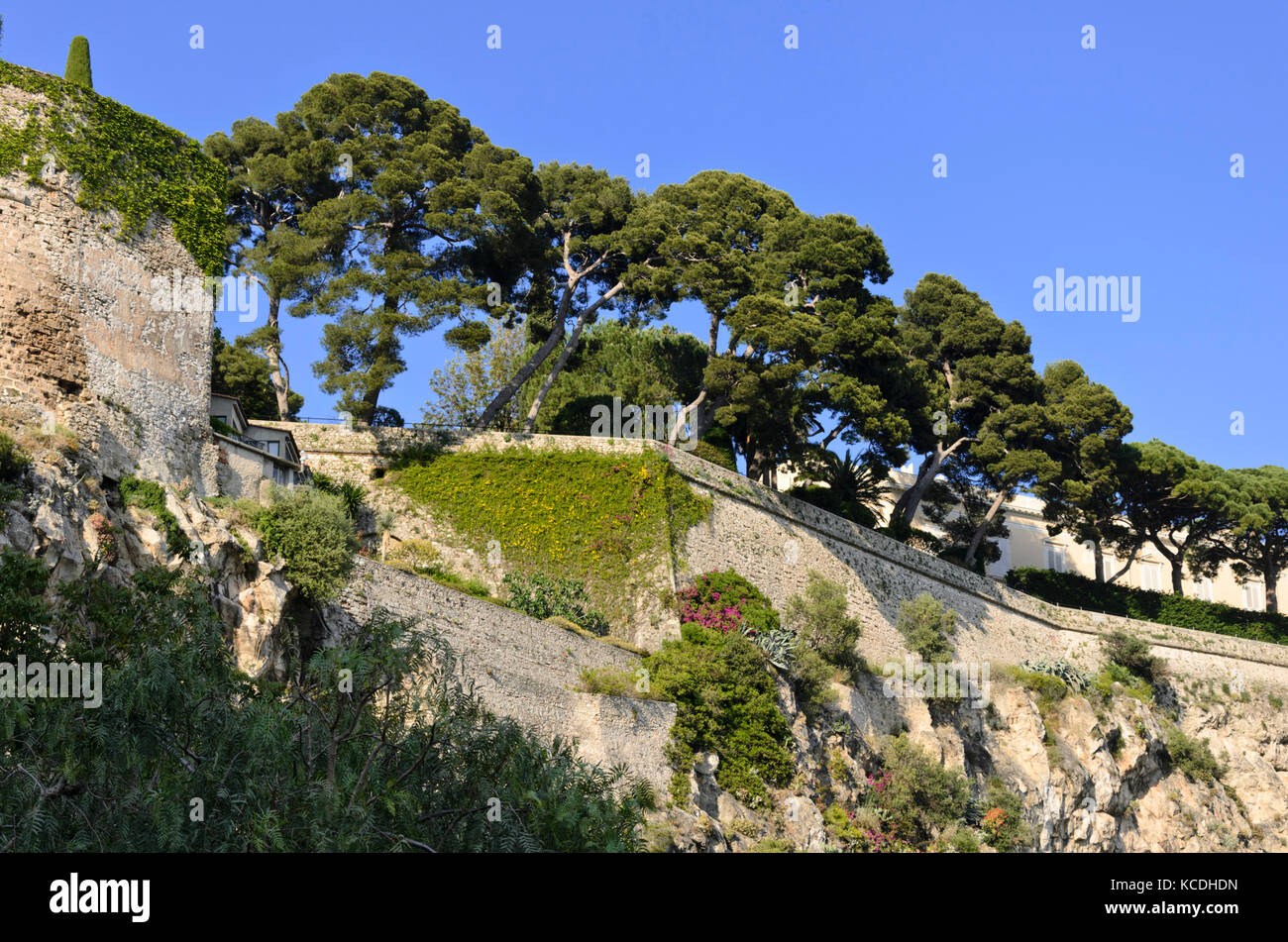 Les pins (Pinus) sur le bord de la vieille ville, monaco Banque D'Images