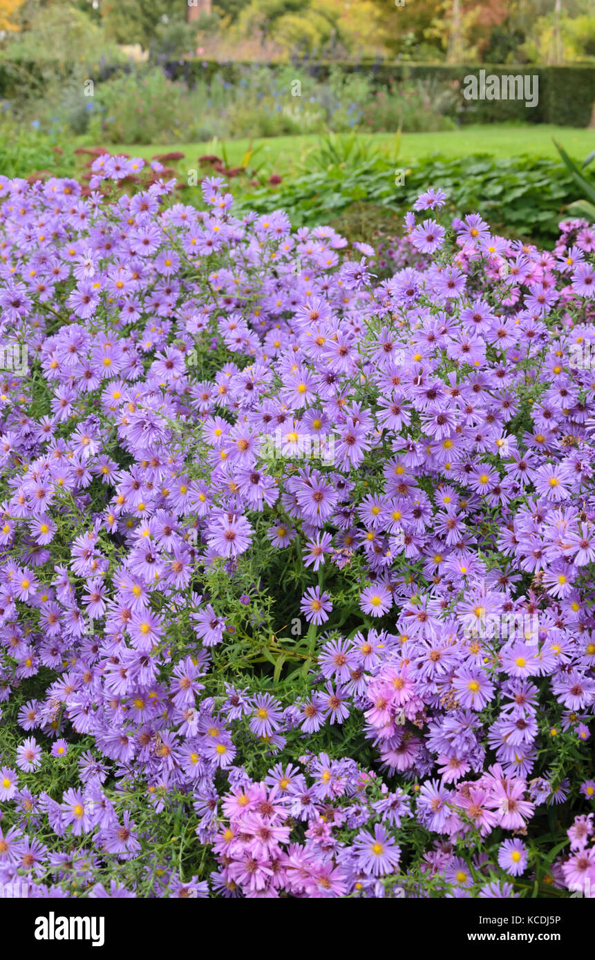 L'aster (aster) dans un jardin d'automne Banque D'Images