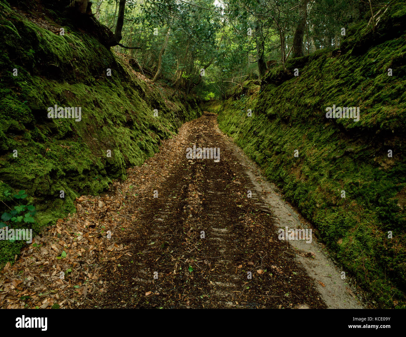 Bois du roi, Pentewan Valley, St Austell, Cornwall. Trackway engloutie par une brèche profonde recouverte de mousse les banques et forêts denses. Banque D'Images