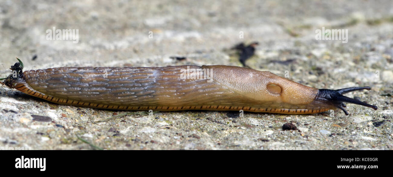 Un grand noir de couleur pâle slug (Arion ater) se hisse sur un pavé. Bedgebury Forêt, Kent, UK. Banque D'Images