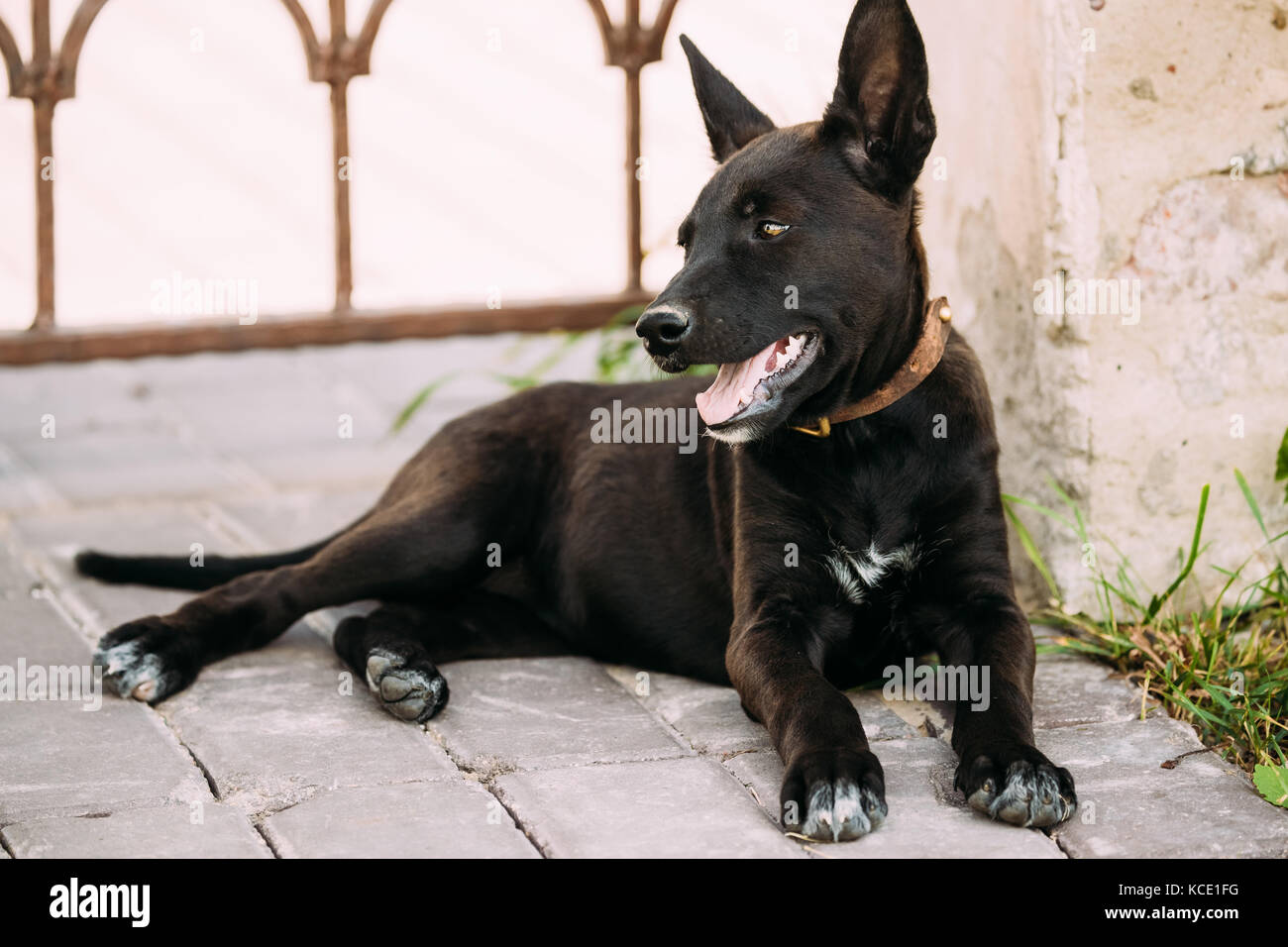 Drôle de petite taille noir mixed breed puppy dog en plein air de repos à l'ombre du mur de l'ancien bâtiment Banque D'Images