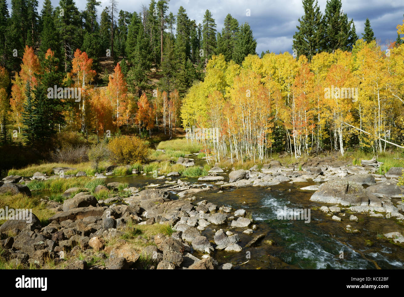 Mirroe Aspen Lake Creek avec le peuplier faux-tremble et d'épinette, forêt couleurs d'automne, Dixie National Forest, Utah, USA Banque D'Images