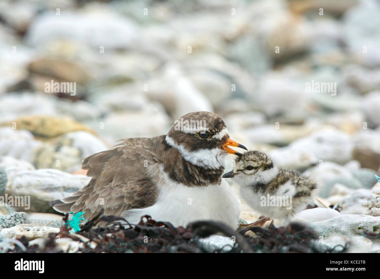 Gravelot Charadrius hiaticula femelle adultes poussins appelant à être couvés sur dat froid, Unst Shetland Juin Banque D'Images