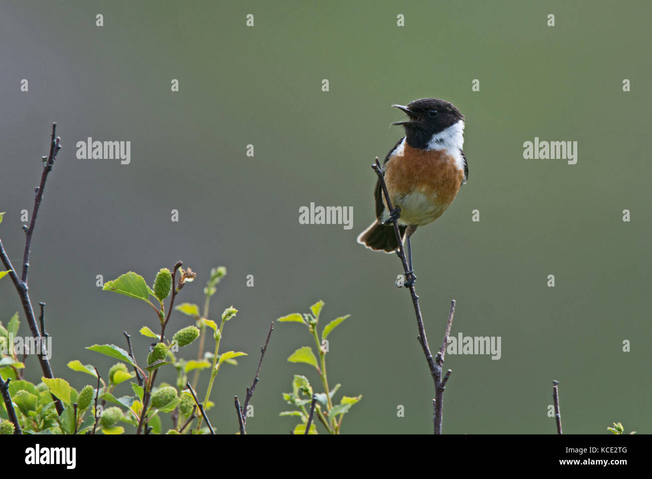 European Stonechat Saxicola rubicola mâle sur l'Ecosse Sutherland territor reproduction Juin Banque D'Images