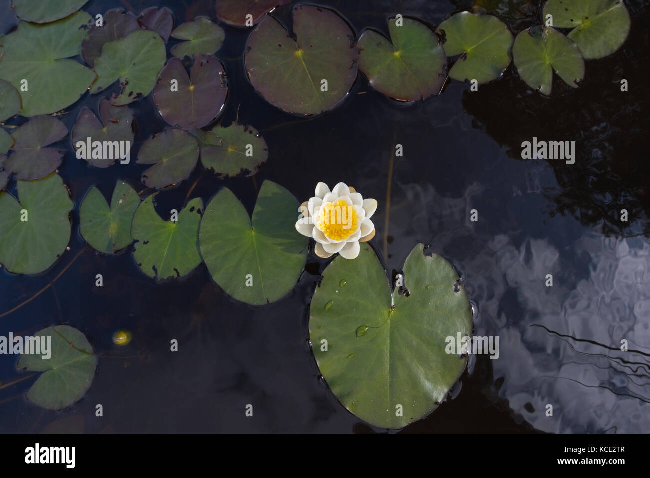 Nénuphar blanc Nymphaea alba en croissant de lochan Inverpolly National Nature Reserve au nord-ouest de l'ÉCOSSE Juin Banque D'Images