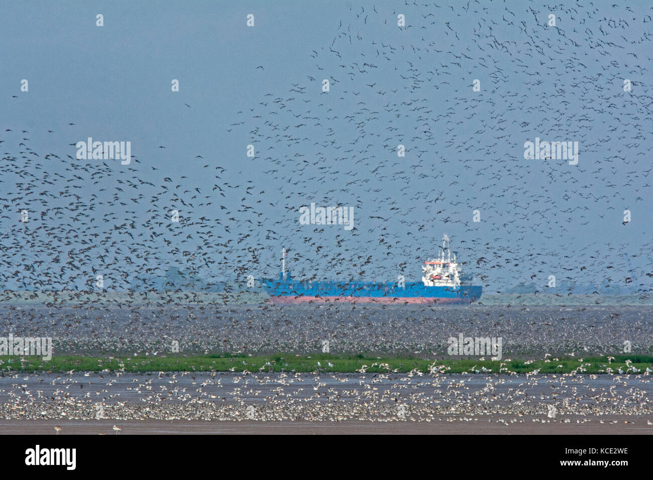 Les huîtriers, échassiers et noeud rouge sur le Wash, l'agglomération ainsi que la marée pousse en avant la marée haute et se percher, automne Snettisham Norfolk Banque D'Images