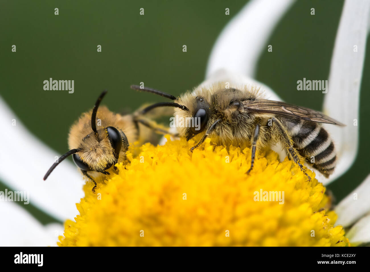 Deux abeilles Colletes daviesanus (plâtrier) se nourrissant de oxeye daisy flower, North Devon, UK, l'été. Banque D'Images