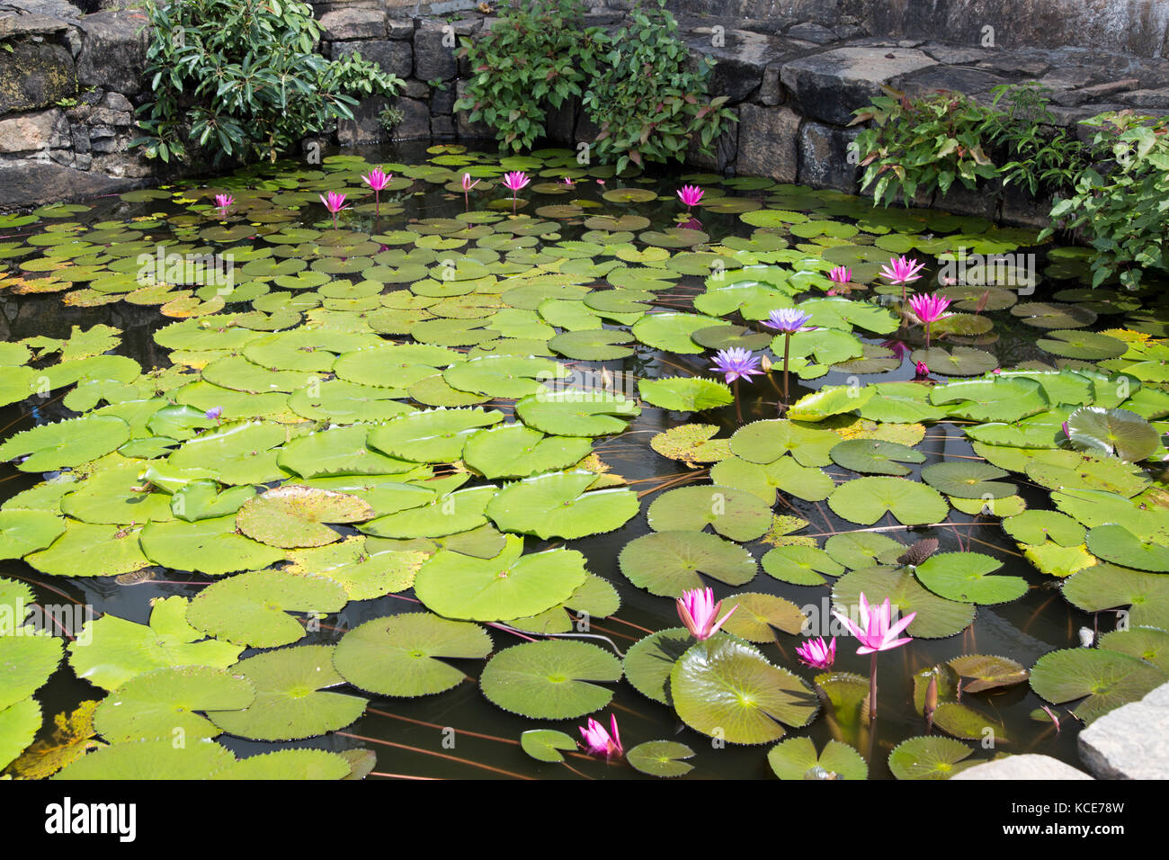 Nil Manel, nénuphar bleu (Nymphaea stellata Nymphaea nouchali), ou à Dambulla, Sri Lanka, Asie Banque D'Images