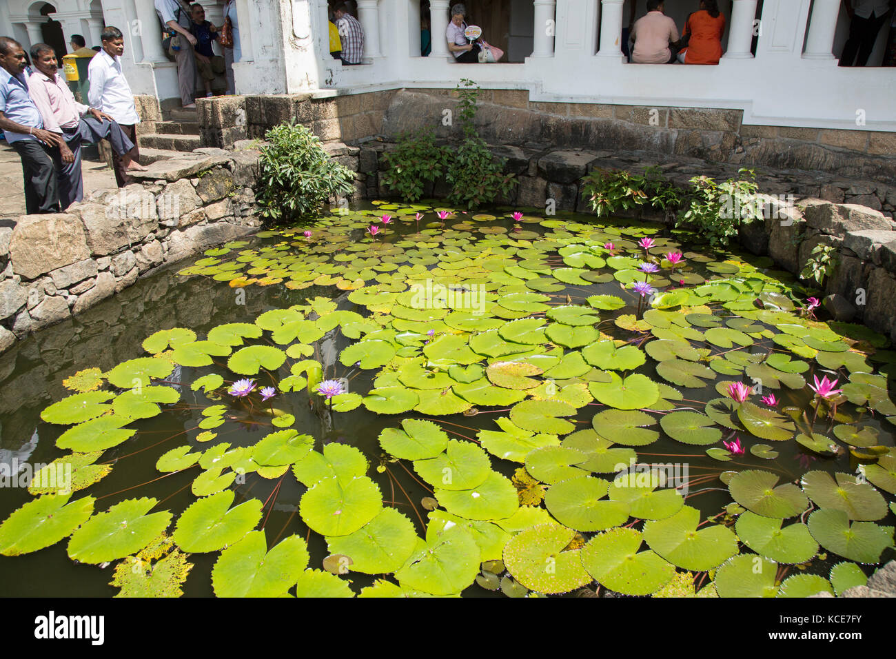 Nil Manel, nénuphar bleu (Nymphaea stellata Nymphaea nouchali), ou à Dambulla, Sri Lanka, Asie Banque D'Images