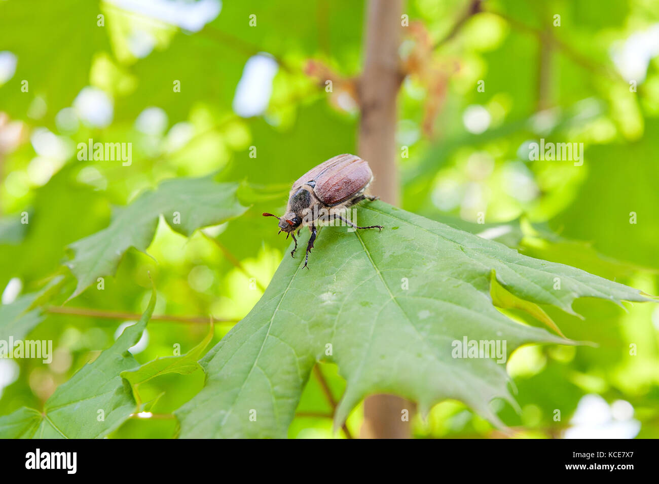 Vue rapprochée de l'insecte ravageur - common cockchafer (melolontha) aussi connu comme un bug ou peut-doodlebug sur feuille d'érable à l'heure d'été. nice viv Banque D'Images
