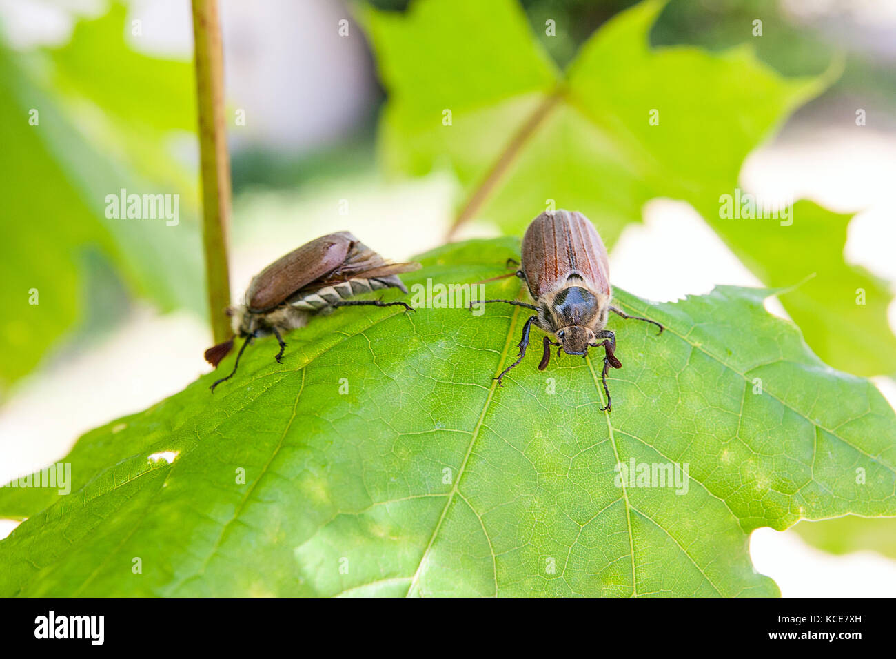 Vue rapprochée de deux ravageurs insecte - common cockchafer (melolontha) aussi connu comme un bug ou peut-doodlebug sur Maple Tree branch à l'heure d'été. n Banque D'Images