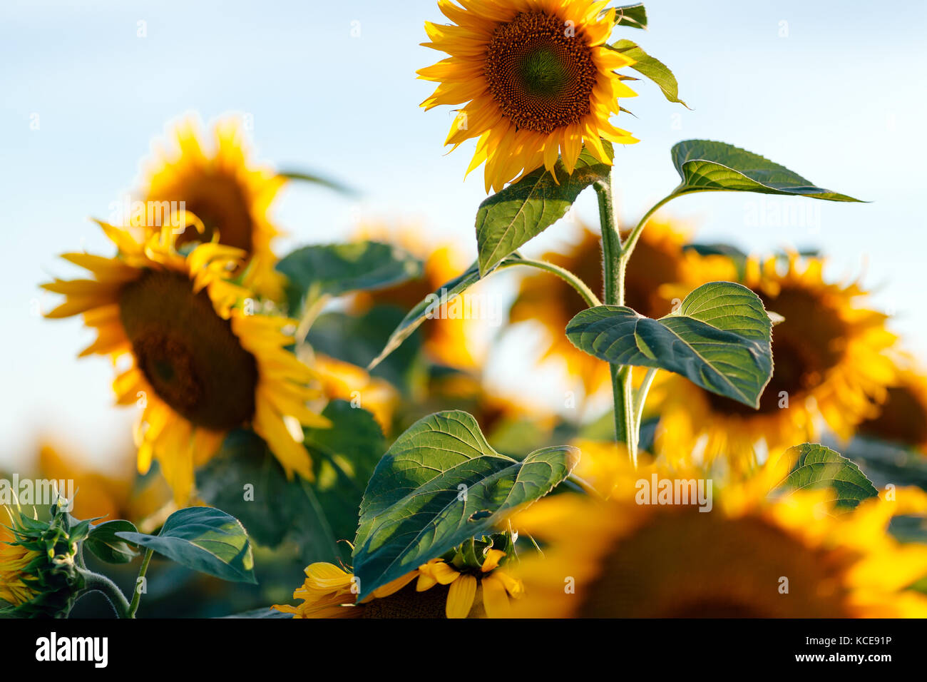 Usine agriculutural , tournesol Banque D'Images