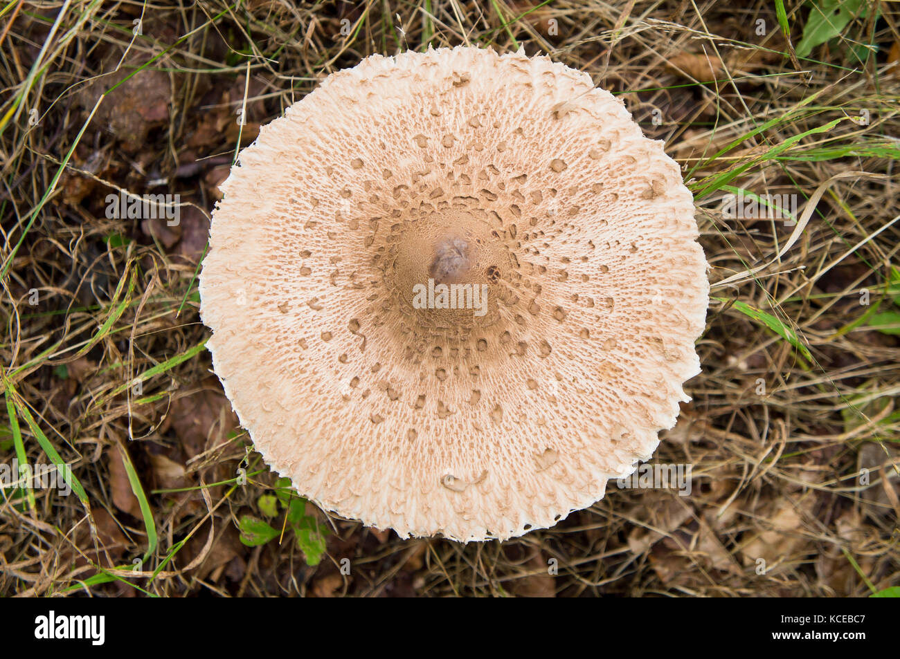 Champignon parasol, comestible, Macrolepiota procera, Lepiota procera, Lusatian Mountains, Lausitzer Gebirge, Gory Luzyckie, République tchèque, 17 septembre 2017. Banque D'Images