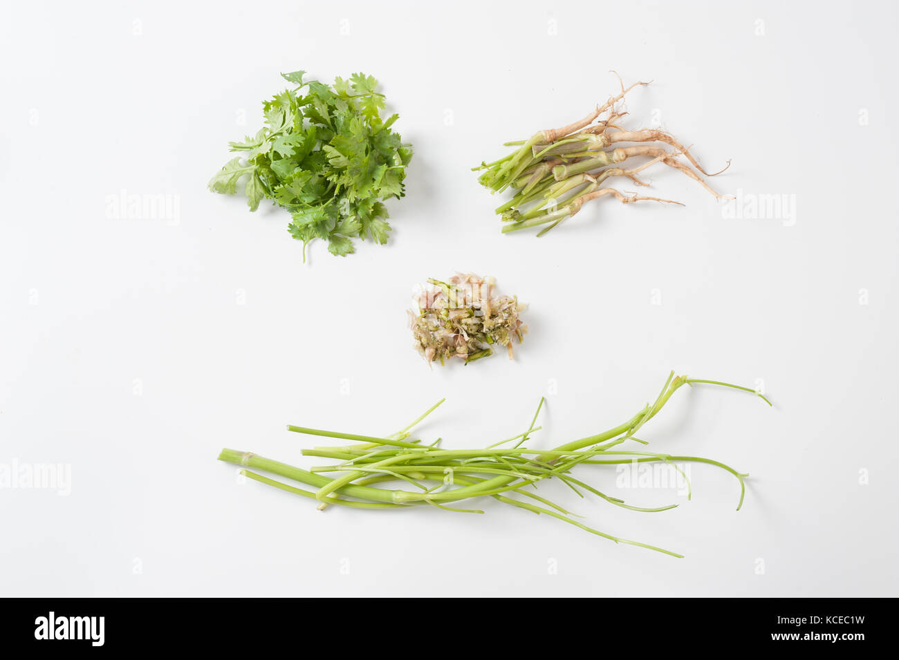 La coriandre (Coriandrum sativum) ou persil chinois inculding éléments feuilles, racines, tiges, et le frappa la coriandre mélanger avec l'ail sur fond blanc. Banque D'Images