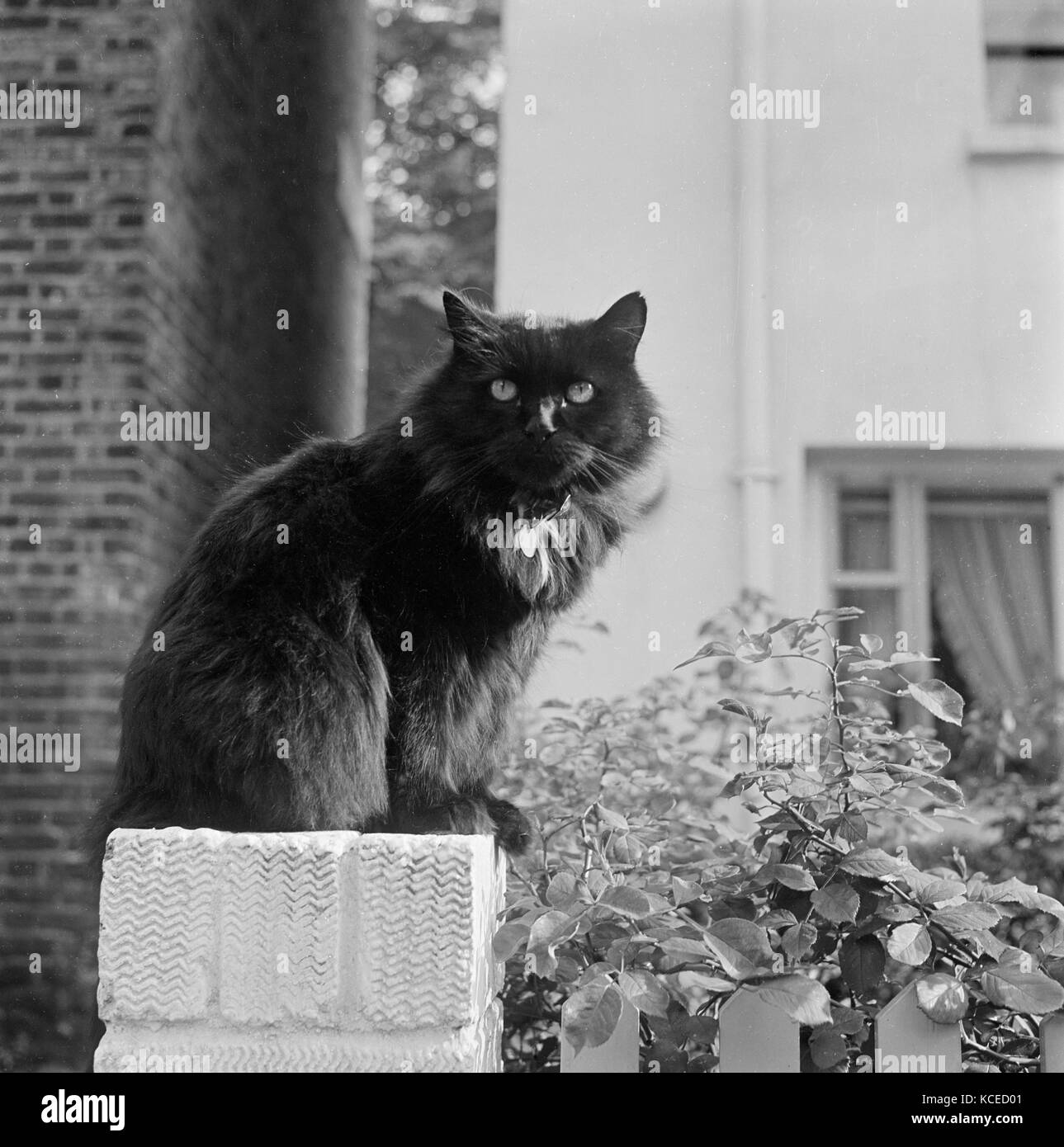Une black British longhair chat assis sur un quai en brique blanche à pond square, Highgate, Londres., photographié par john gay en 1969 Banque D'Images