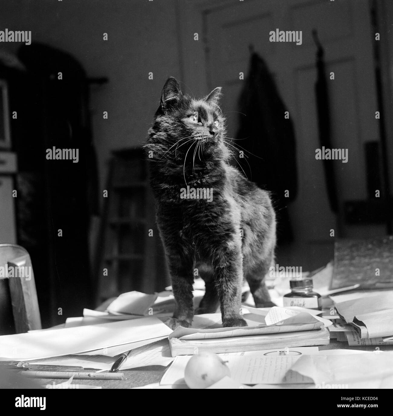 Un chat noir à poil court se tient sur des papiers sur un bureau. peut-être en newbarn, île de Wight. photographié par john gay, 1960. Banque D'Images