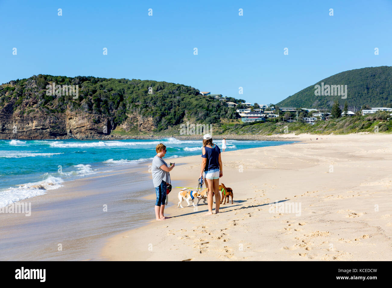 Deux dames à marcher avec leurs chiens sur la plage de boomerang sur le milieu de la côte nord de la Nouvelle-Galles du Sud, Australie Banque D'Images