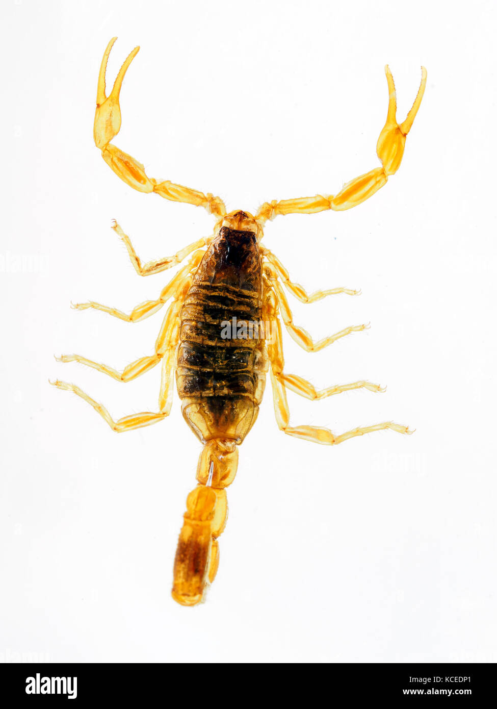 1. Scorpion de Manchourie en résine - Chine Banque D'Images