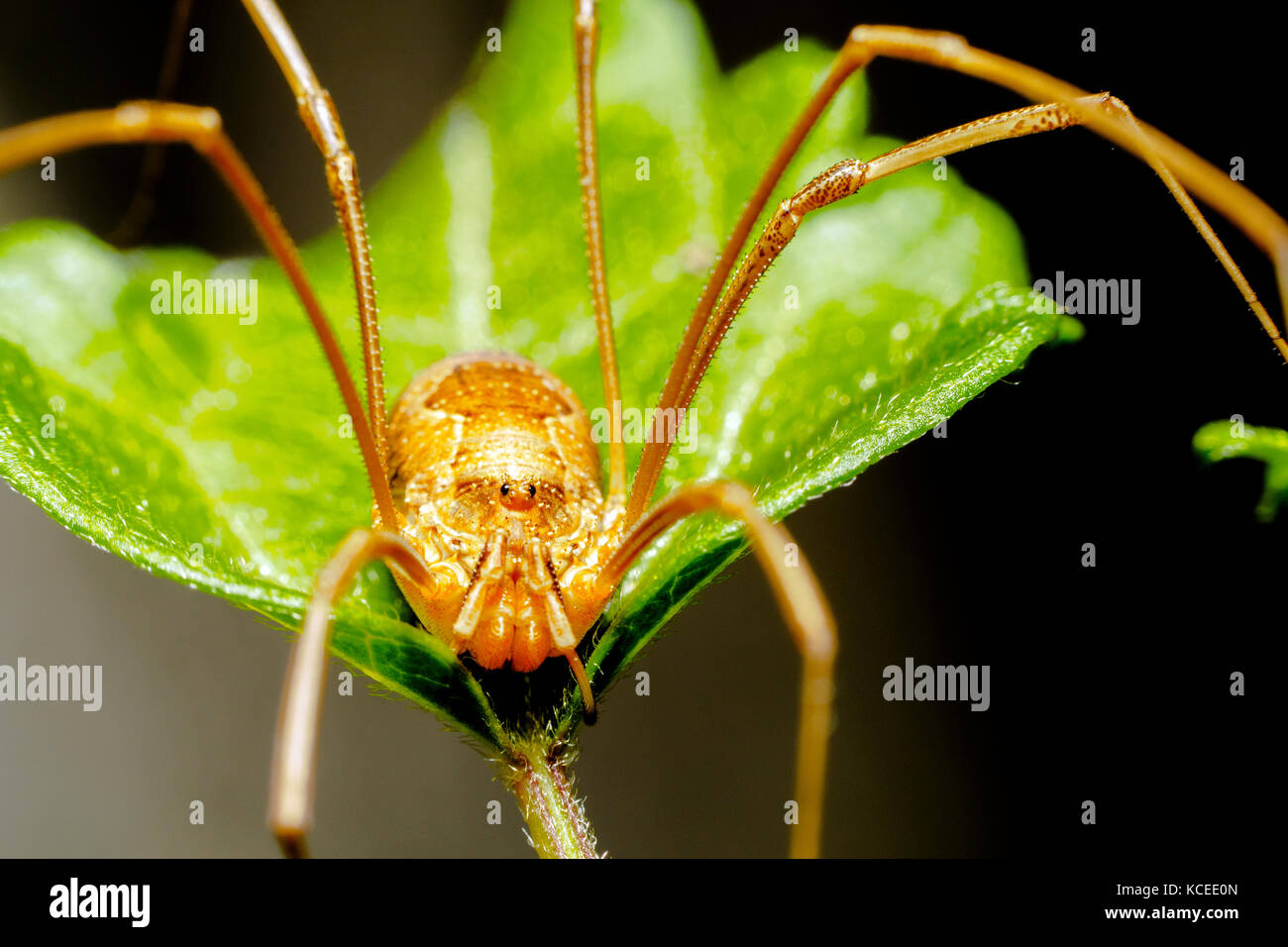 Phalangium opilio spider - Italie Banque D'Images
