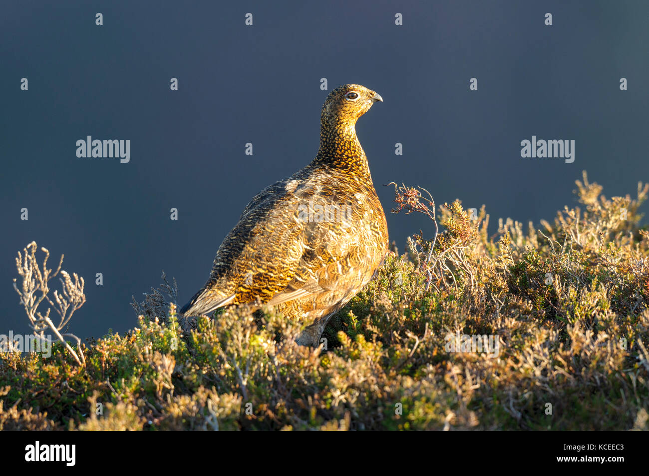 Un homme adulte( lagopède des saules Lagopus lagopus scotica) en hiver, le plumage de non-reproduction et garder son sourcil rouge barbillons caché. Comité permanent sur la bruyère Banque D'Images